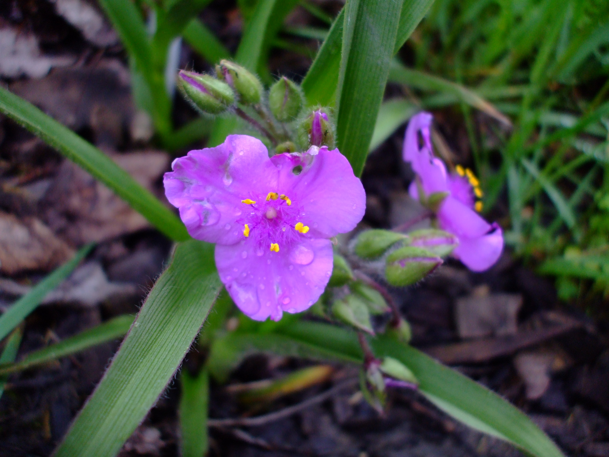 Tradescantia tharpii